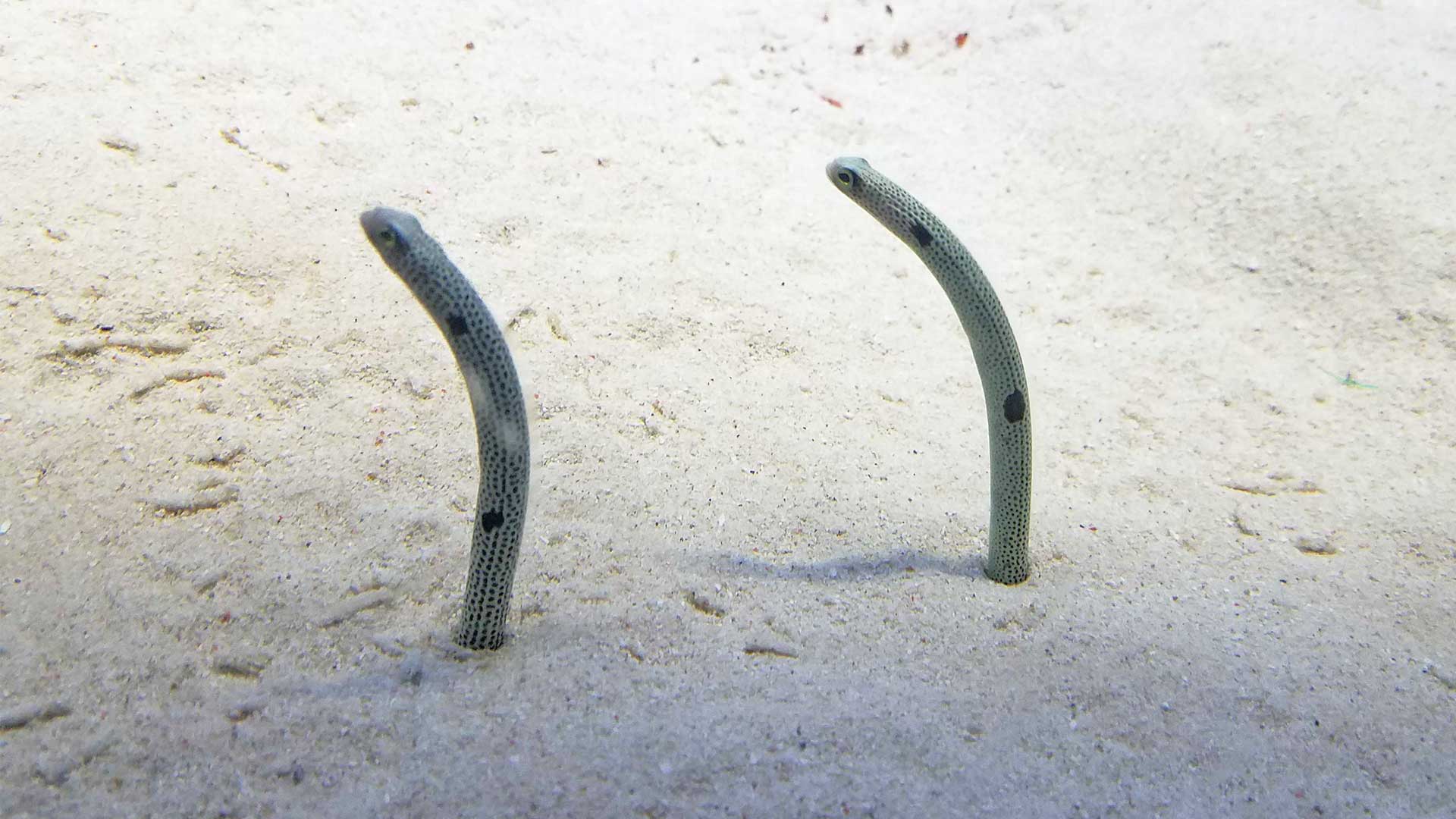 ゆらゆらと揺れるチンアナゴの様子