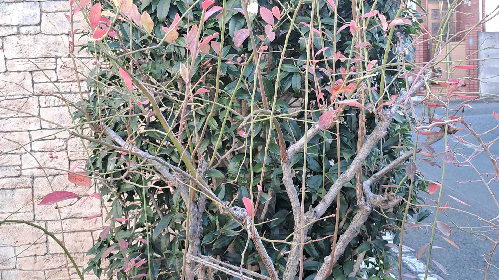 ブルーベリーの木の様子