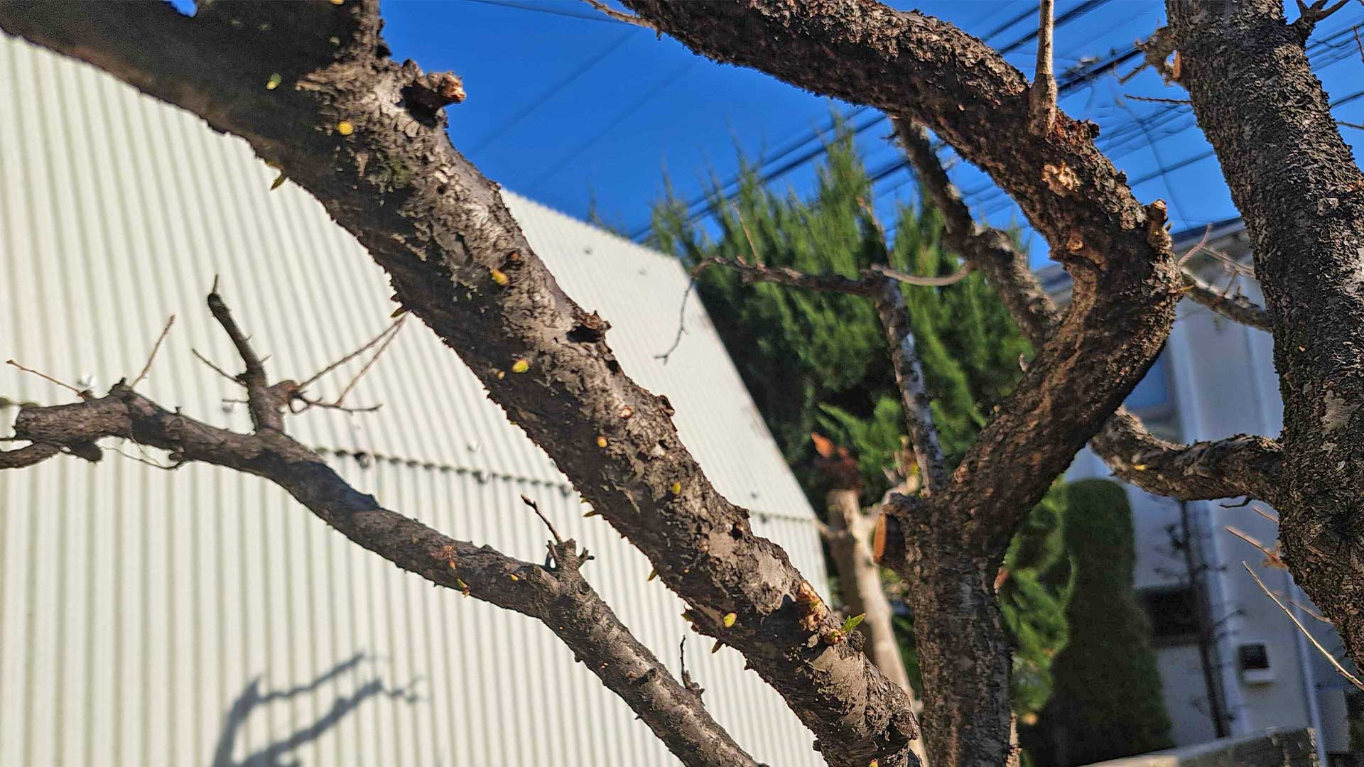 杏の木に新しい芽が出ている様子