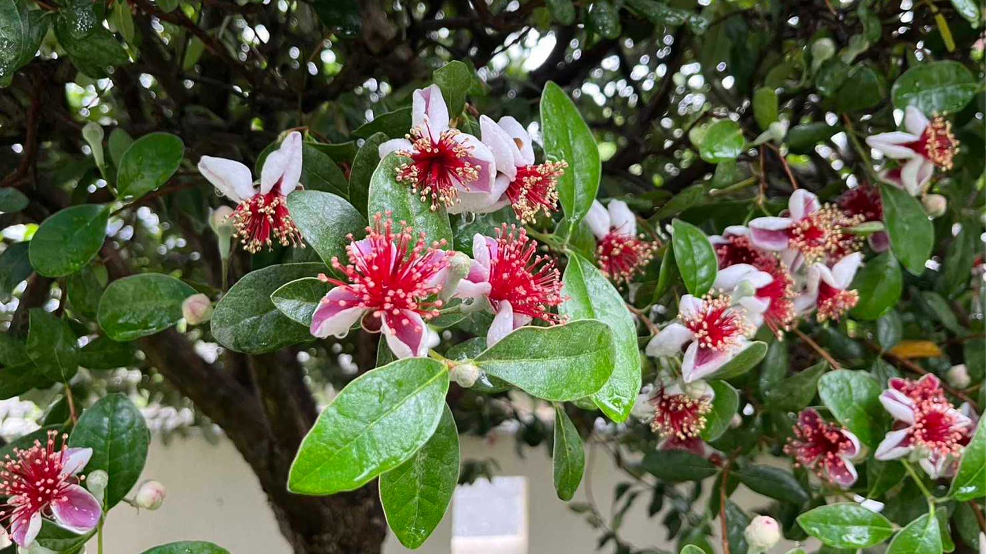 綺麗なフェイジョアの花が咲いている画像