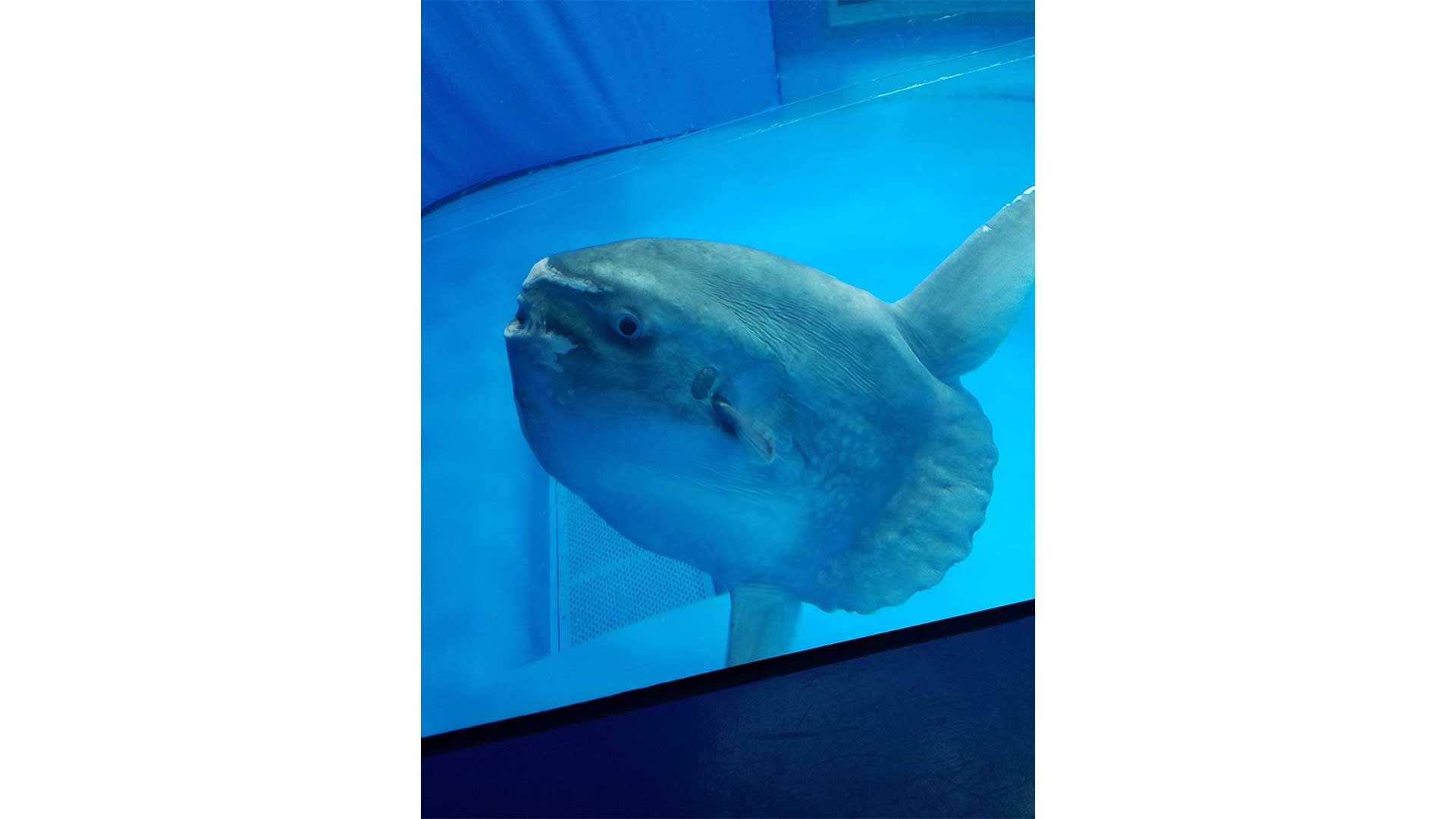 水族館の水中でゆったり泳いでいるマンボウ